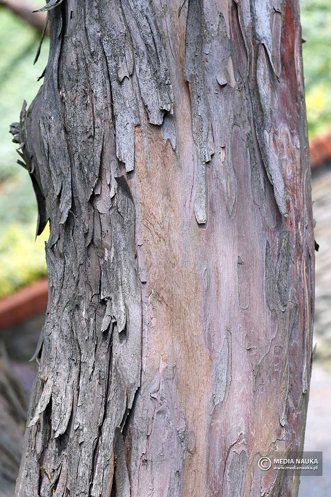 cis pospolity (Taxus baccata)