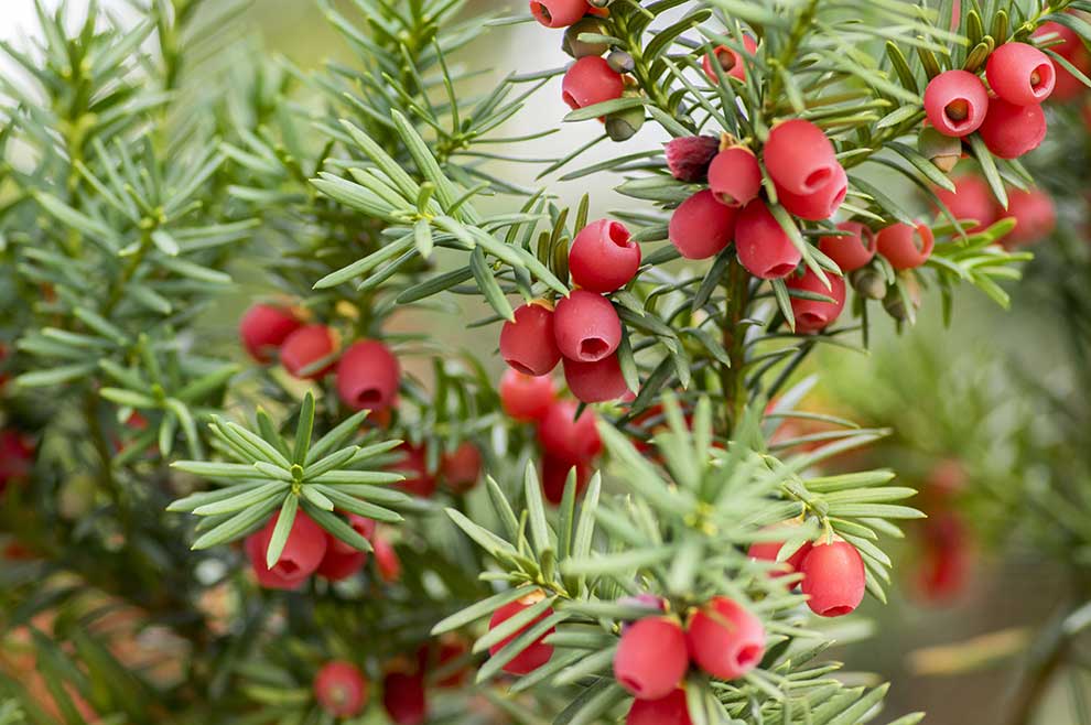 cis pospolity (Taxus baccata)