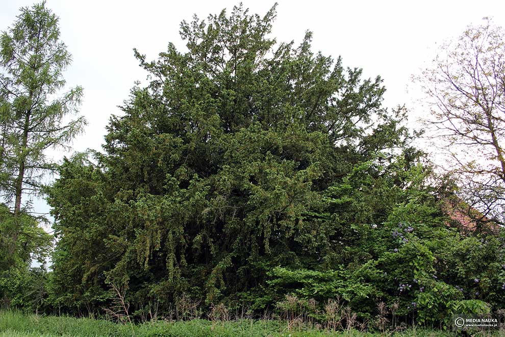 cis pospolity (Taxus baccata)