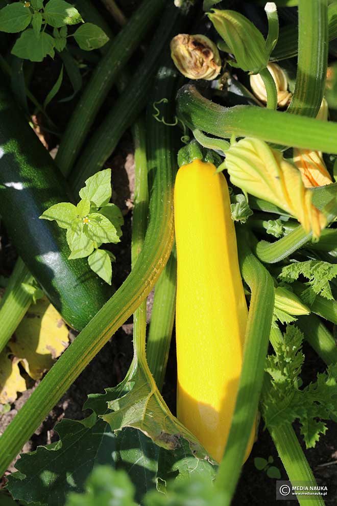 cukinia (Cucurbita pepo var. giromontiina)