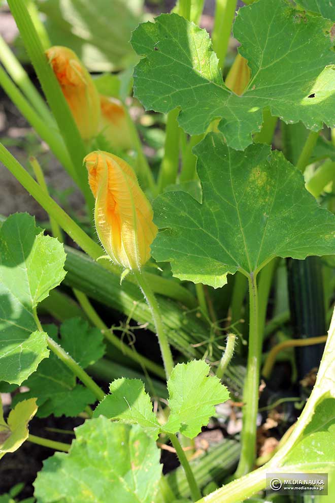 cukinia (Cucurbita pepo var. giromontiina)