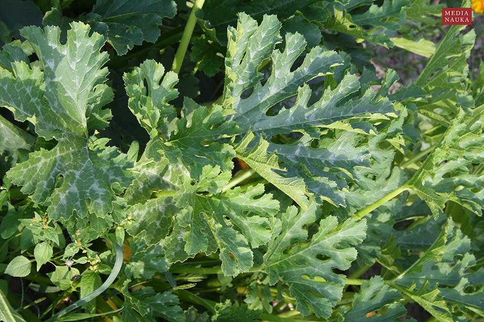cukinia (Cucurbita pepo var. giromontiina)