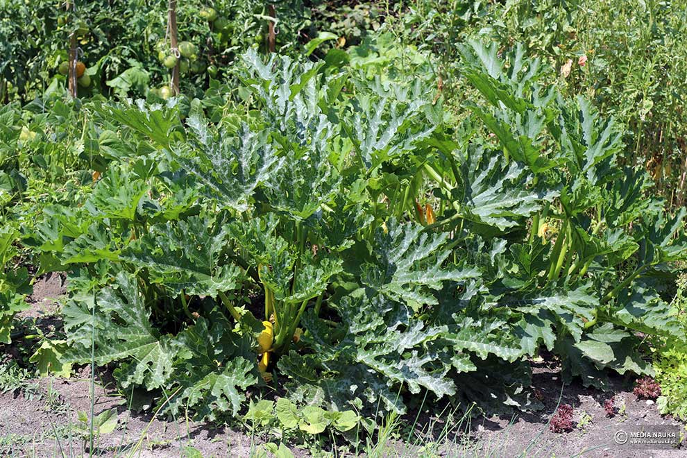 cukinia (Cucurbita pepo var. giromontiina)