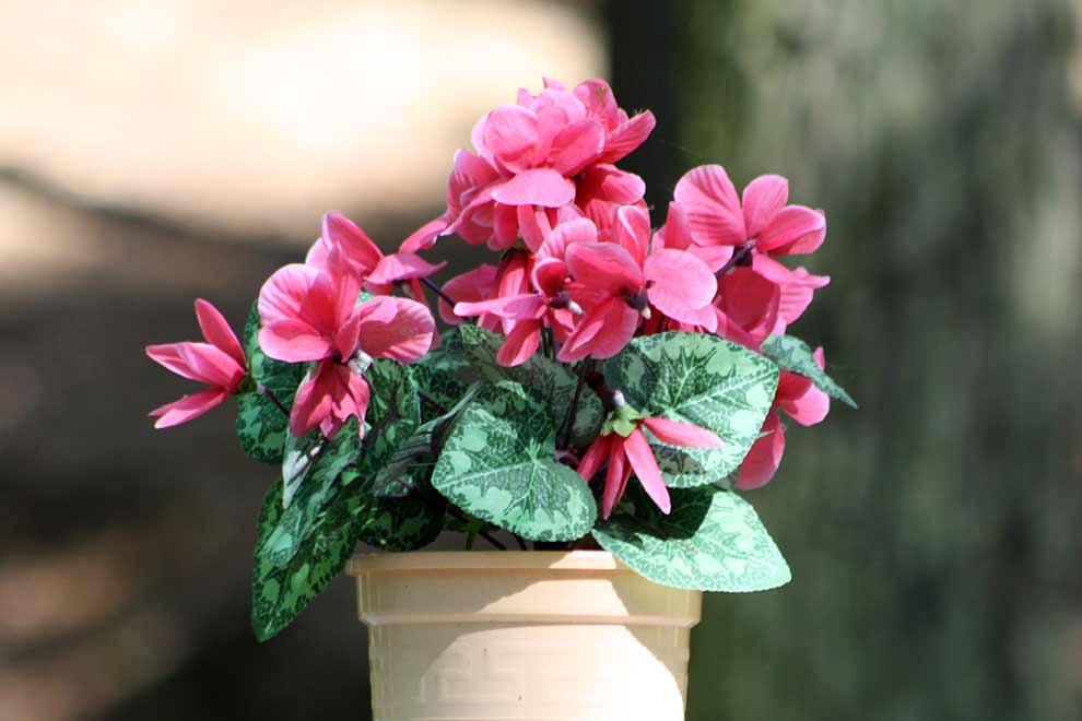 cyklamen perski (Cyclamen persicum)