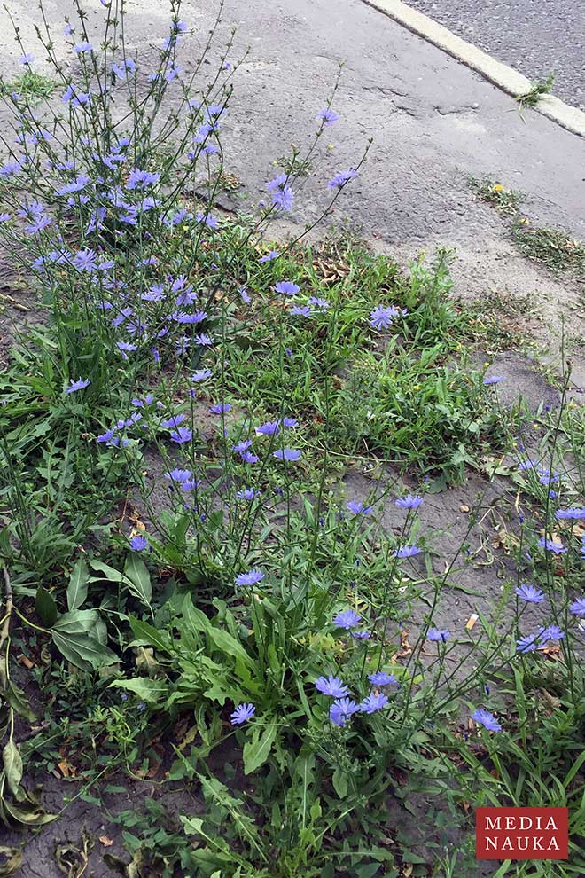cykoria podróżnik (Cichorium intybus)