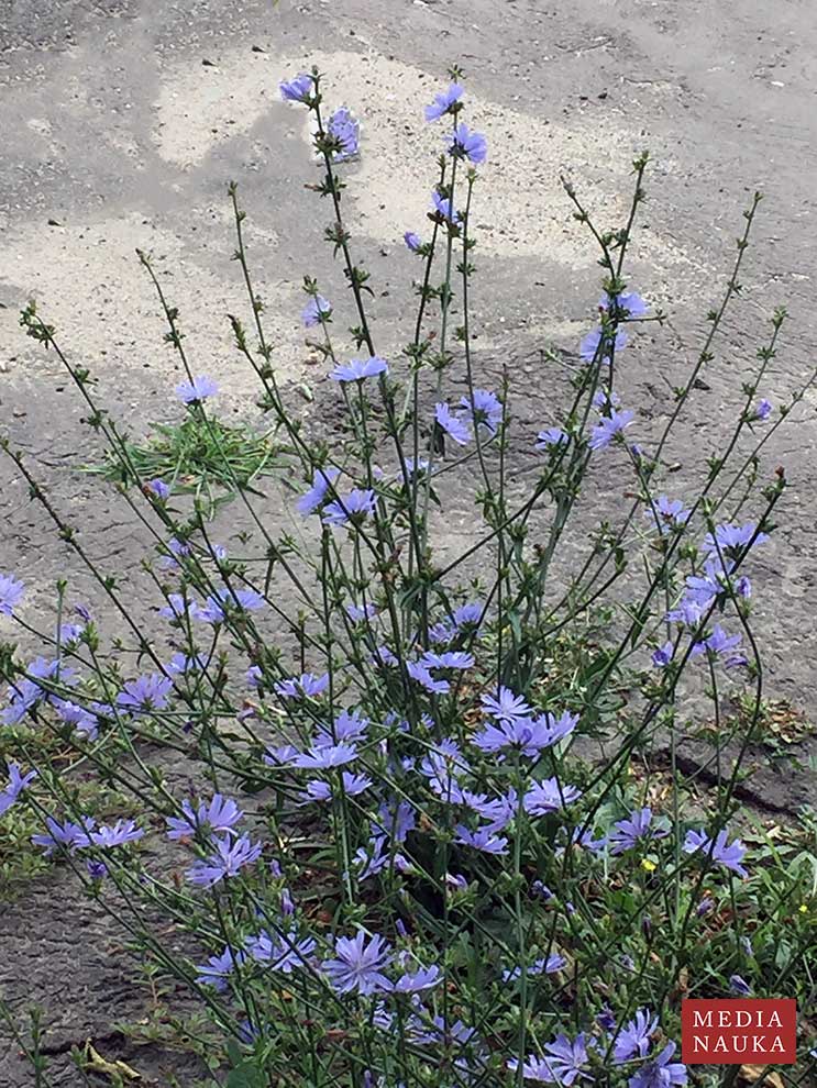 cykoria podróżnik (Cichorium intybus)