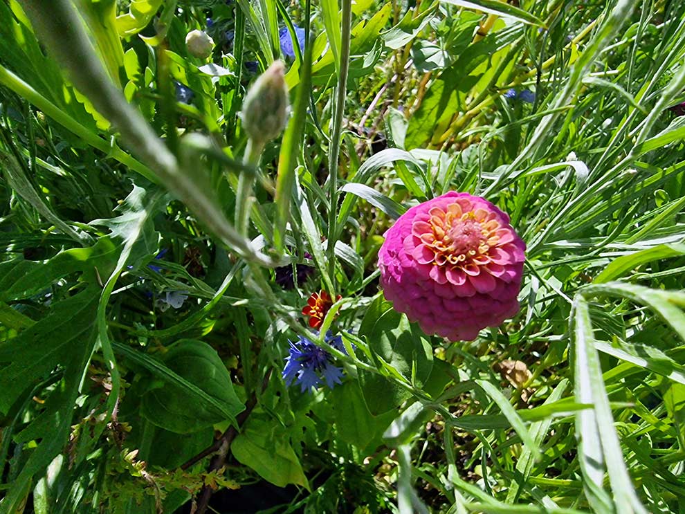 cynia wytworna, cynia zdobna, jakobinka (Zinnia elegans)