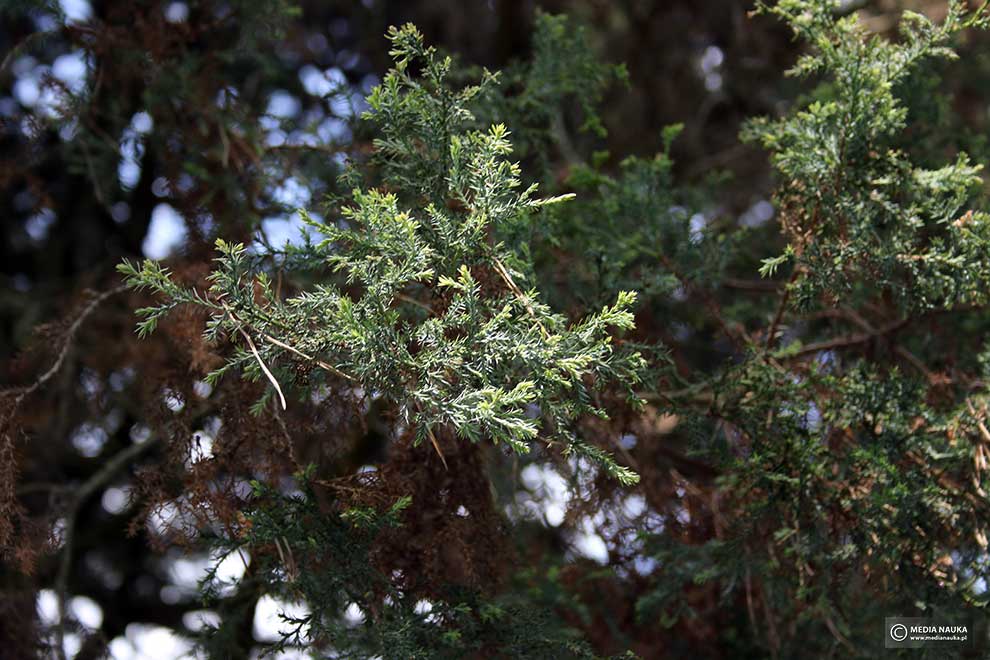 cyprysik groszkowy (Chamaecyparis pisifera)