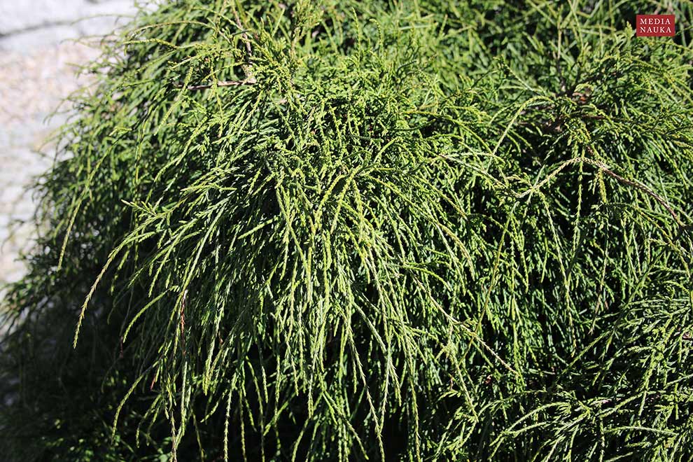 cyprysik groszkowy (Chamaecyparis pisifera)
