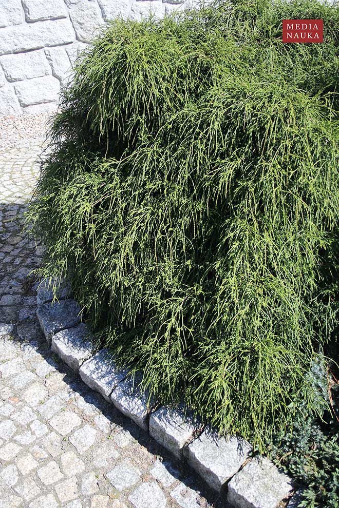 cyprysik groszkowy (Chamaecyparis pisifera)