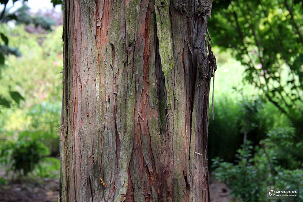 cyprysik groszkowy (Chamaecyparis pisifera)