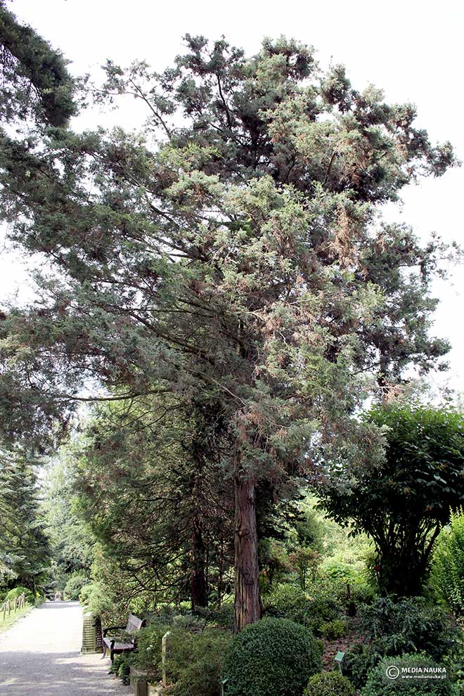 cyprysik groszkowy (Chamaecyparis pisifera)
