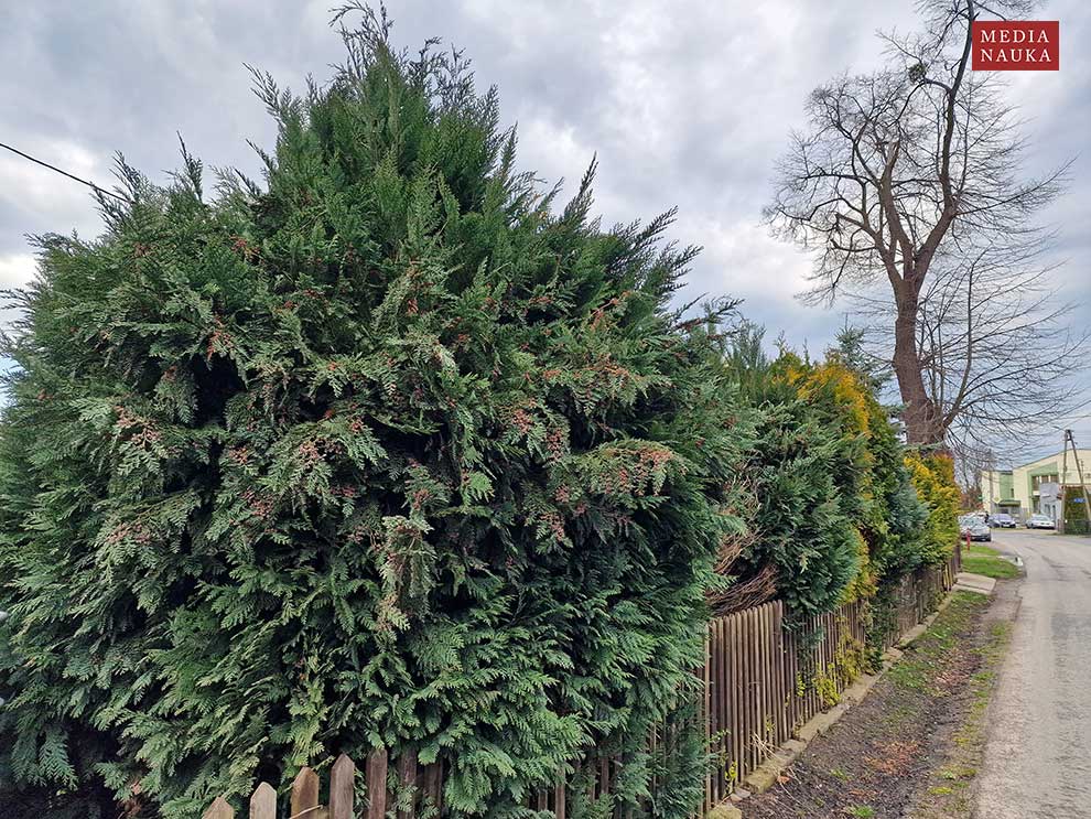 cyprysik Lawsona (Chamaecyparis lawsoniana)