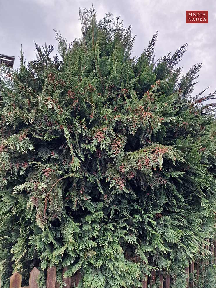 cyprysik Lawsona (Chamaecyparis lawsoniana)