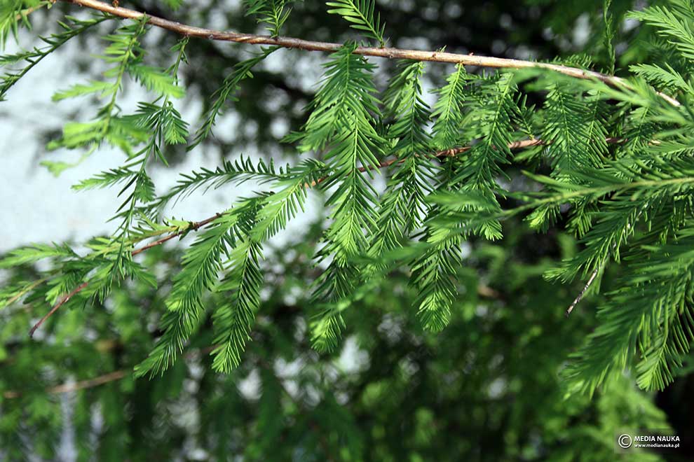 cypryśnik błotny (Taxodium distichum)