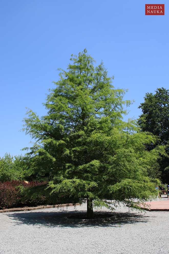 cypryśnik błotny (Taxodium distichum)