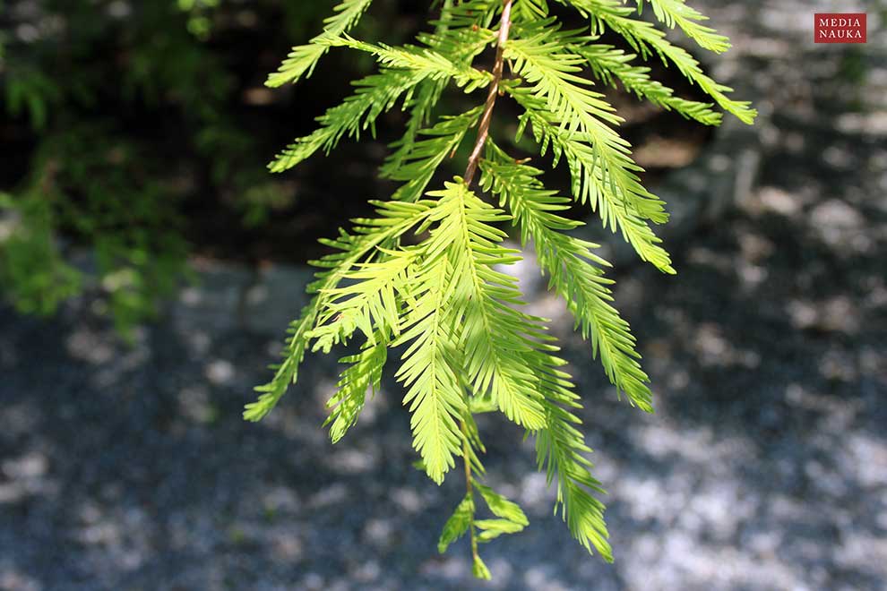 cypryśnik błotny (Taxodium distichum)