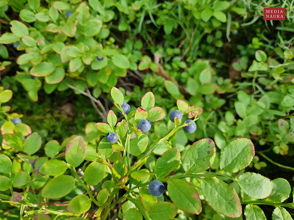 borówka czarna, czernica, czarna jagoda (Vaccinium myrtillus)