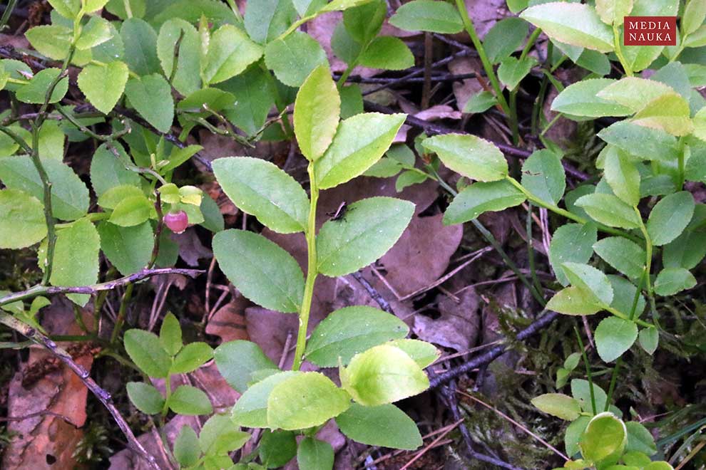 borówka czarna, czernica, czarna jagoda (Vaccinium myrtillus)