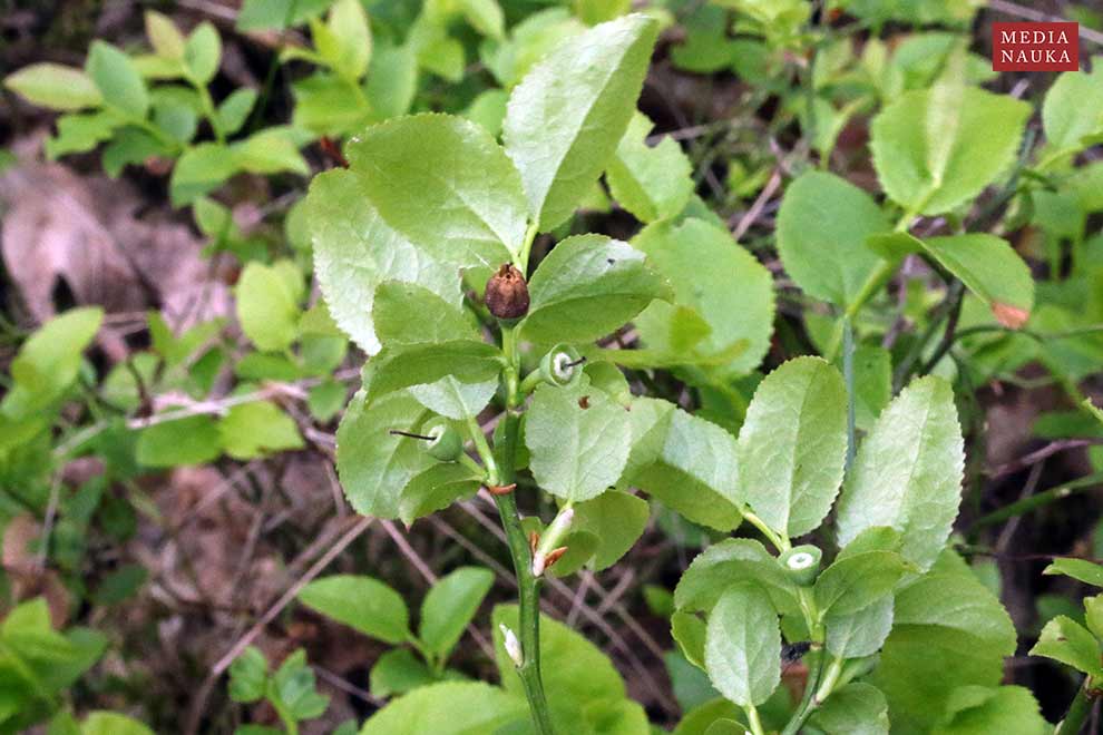borówka czarna, czernica, czarna jagoda (Vaccinium myrtillus)