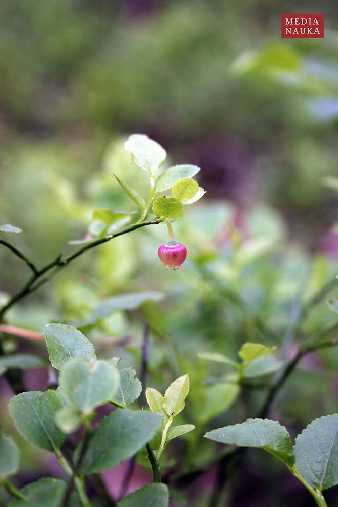 borówka czarna, czernica, czarna jagoda (Vaccinium myrtillus)