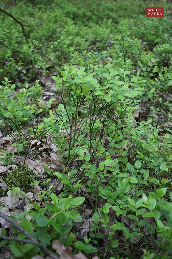 borówka czarna, czernica, czarna jagoda (Vaccinium myrtillus)