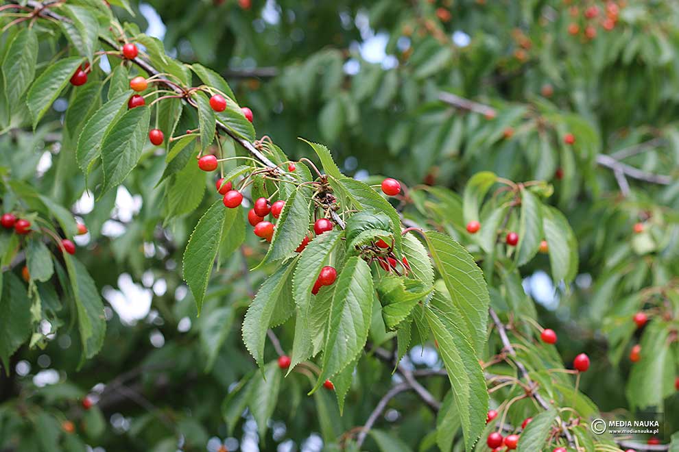 wiśnia ptasia, czereśnia, trześnia (Prunus avium)