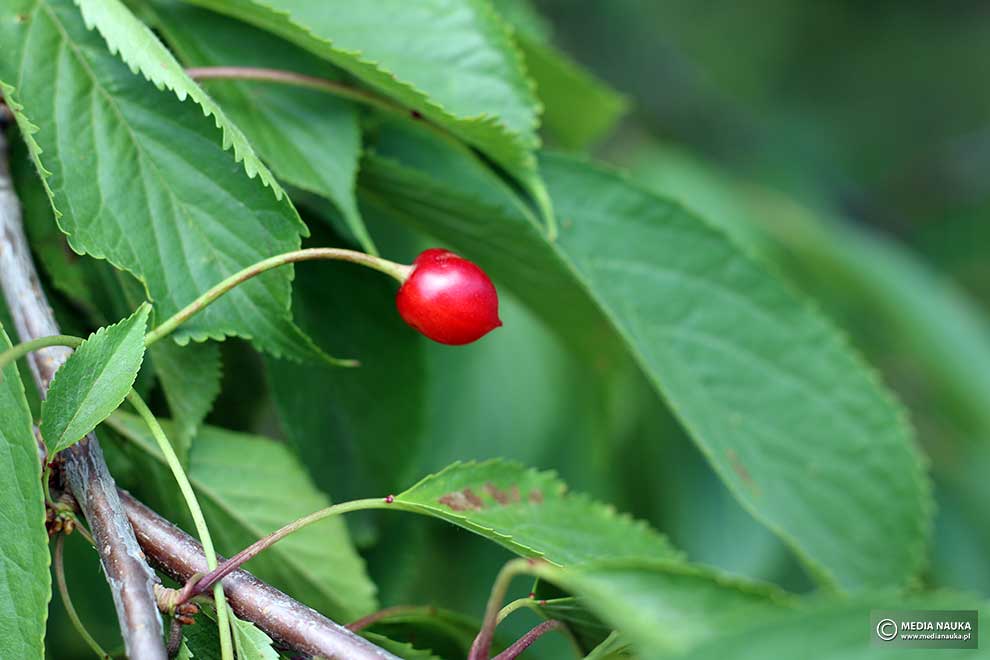 wiśnia ptasia, czereśnia, trześnia (Prunus avium)