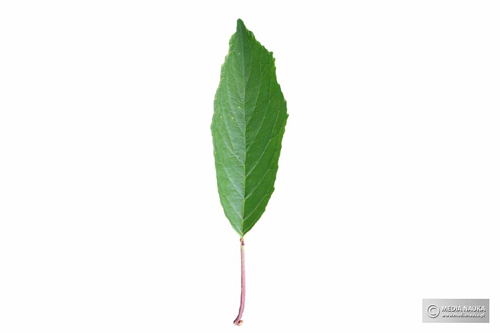 wiśnia ptasia, czereśnia, trześnia (Prunus avium)