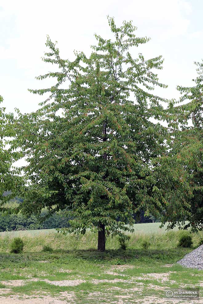 wiśnia ptasia, czereśnia, trześnia (Prunus avium)
