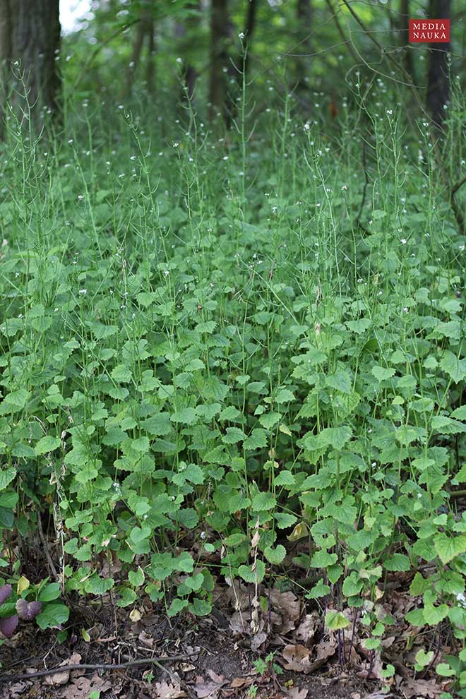 czosnaczek pospolity (Alliaria petiolata)