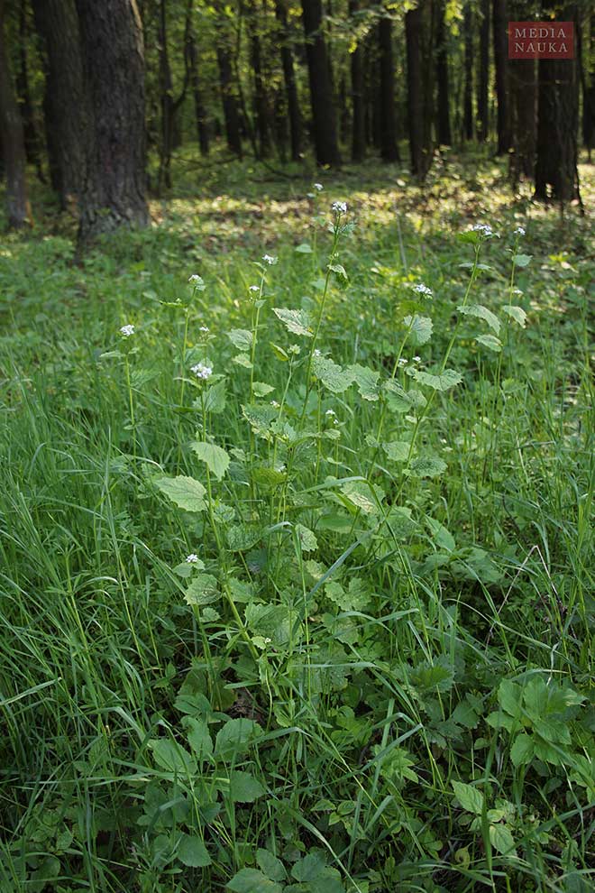 czosnaczek pospolity (Alliaria petiolata)