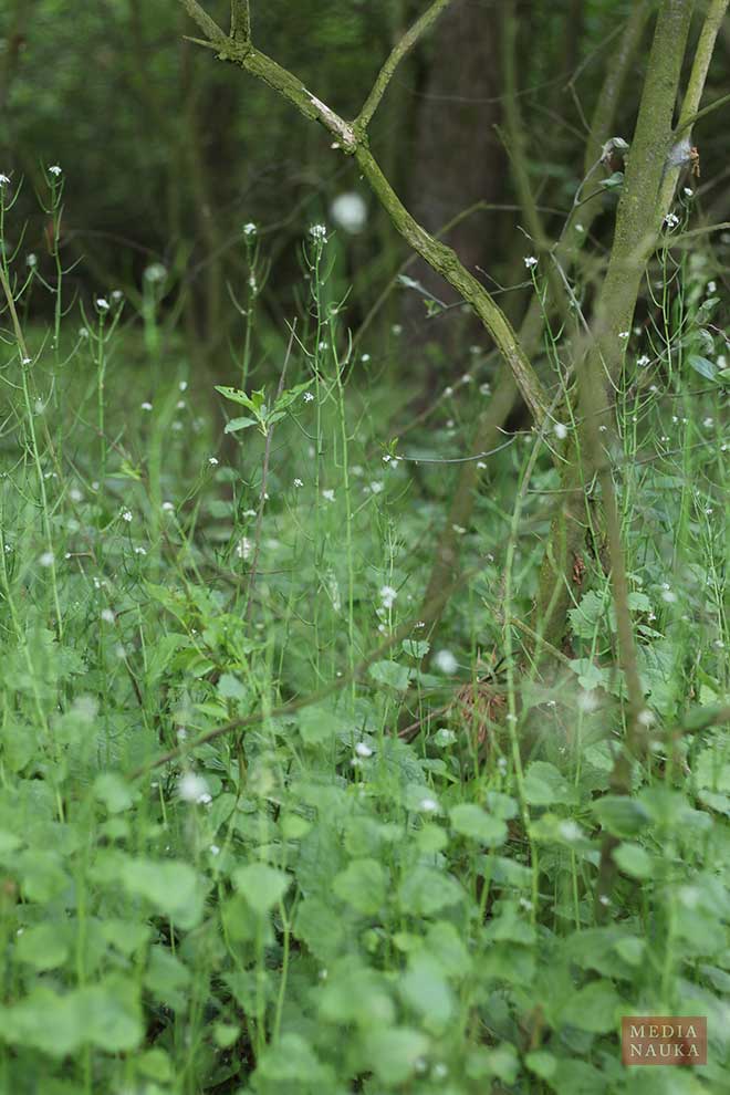 czosnaczek pospolity (Alliaria petiolata)