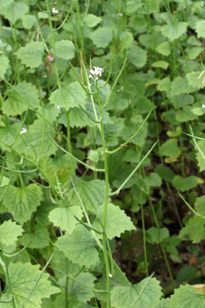 czosnaczek pospolity (Alliaria petiolata)