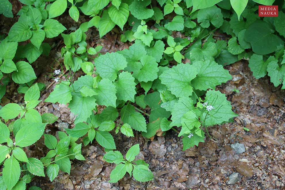 czosnaczek pospolity (Alliaria petiolata)