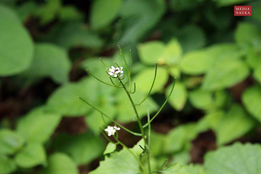 czosnaczek pospolity (Alliaria petiolata)