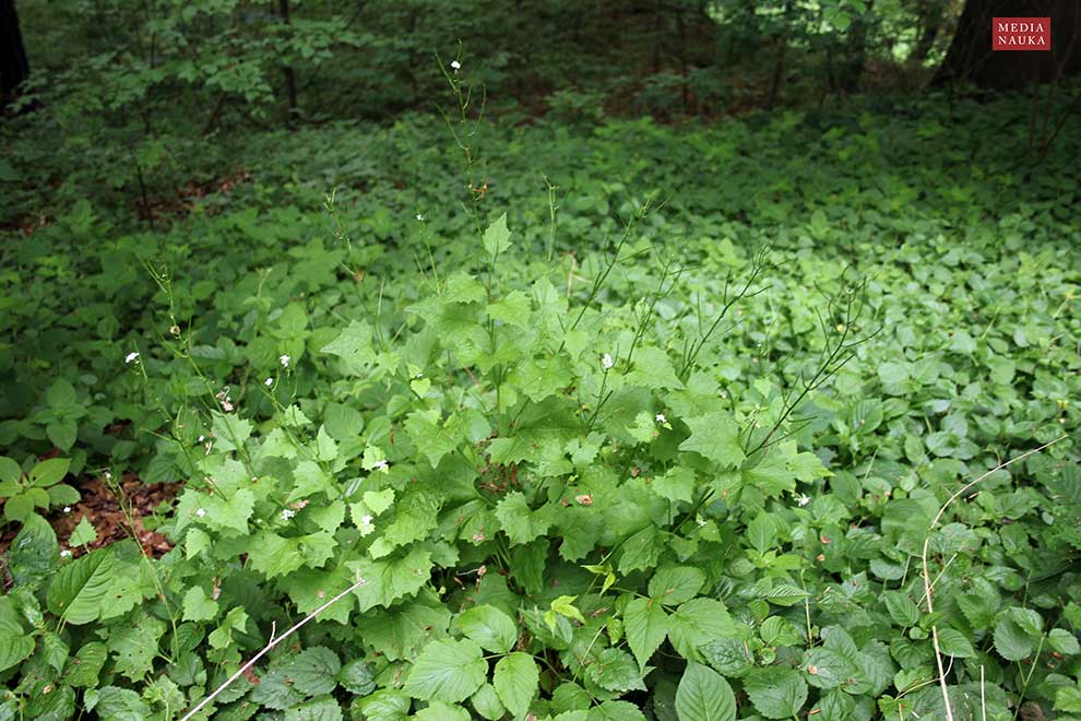 czosnaczek pospolity (Alliaria petiolata)