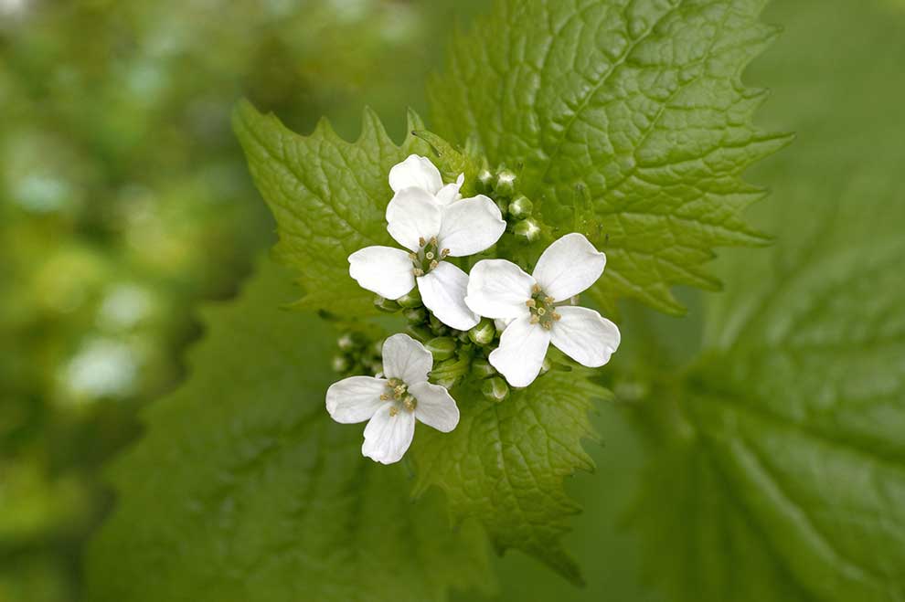 czosnaczek pospolity (Alliaria petiolata)