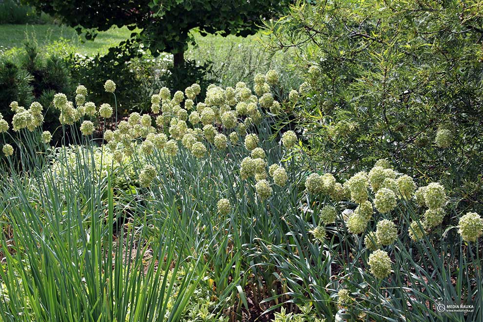 czosnek ukośny (Allium obliquum)