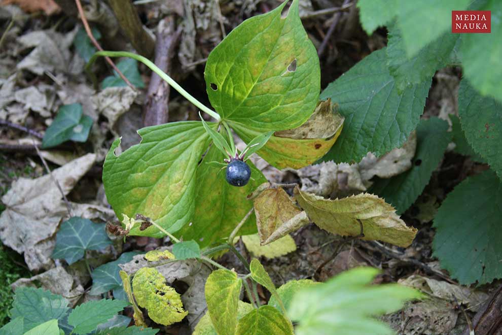 czworolist pospolity (Paris quadrifolia)