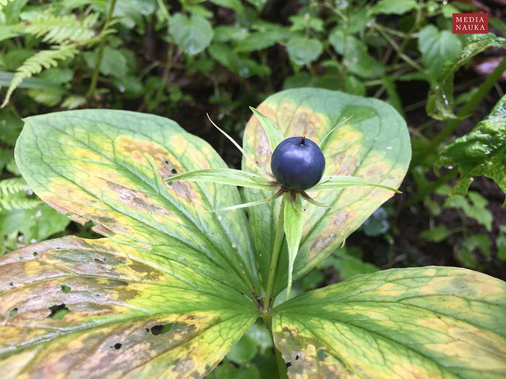 czworolist pospolity (Paris quadrifolia)