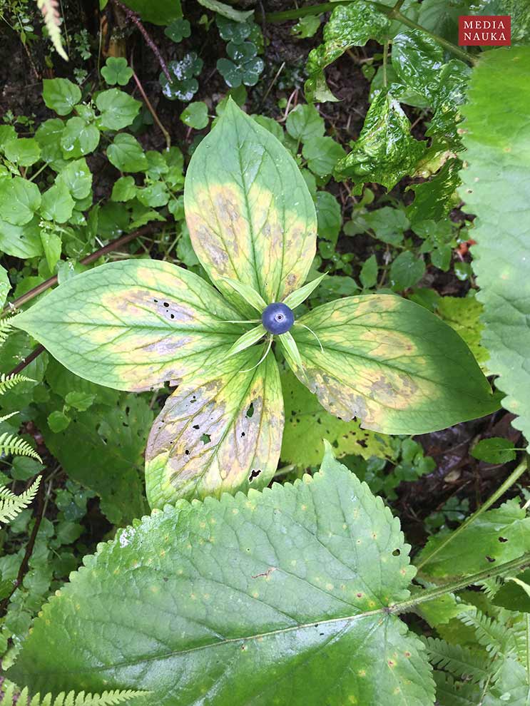 czworolist pospolity (Paris quadrifolia)