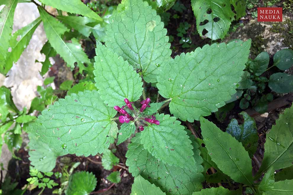czyściec leśny (Stachys sylvatica)