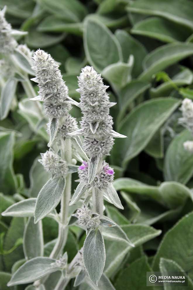 czyściec wełnisty (Stachys byzantina)