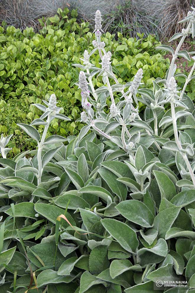 czyściec wełnisty (Stachys byzantina)