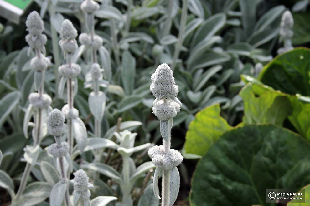 czyściec wełnisty (Stachys byzantina)