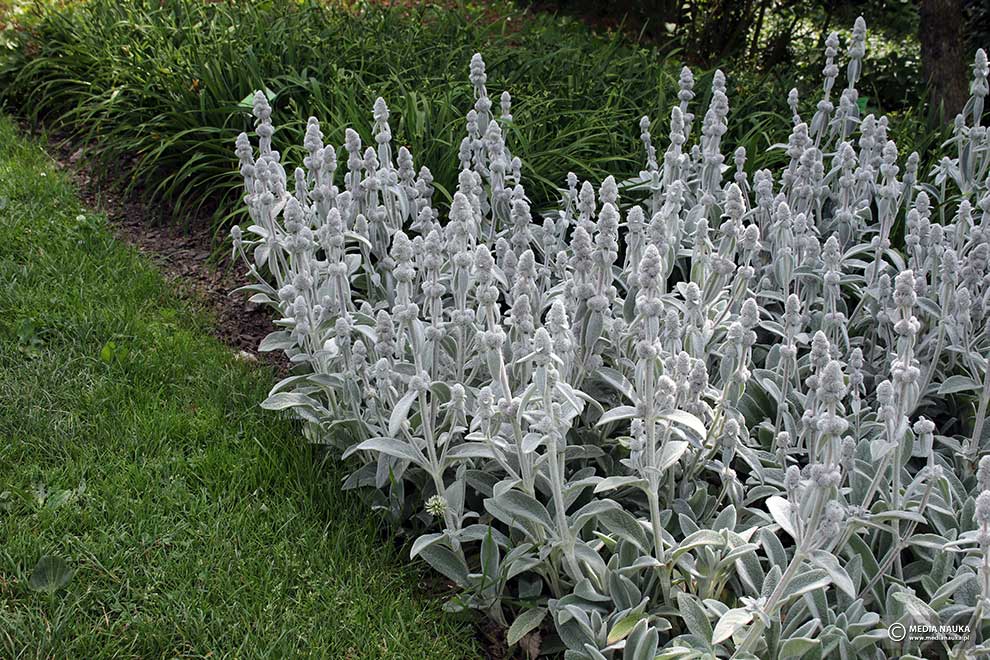 czyściec wełnisty (Stachys byzantina)