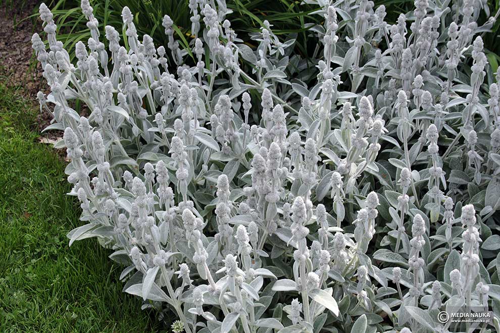 czyściec wełnisty (Stachys byzantina)