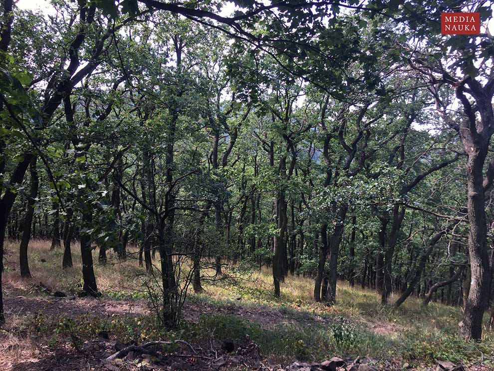 dąb bezszypułkowy (Quercus petraea)