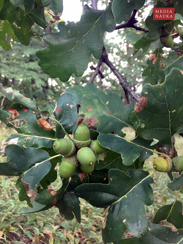 dąb bezszypułkowy (Quercus petraea)